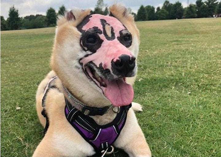 After experiencing a house fire and suffering severe burns, the dog is now working as a therapy dog ​​for people who also suffered this burn.