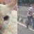An act of heroism.  A man on his way to a great park saved a cat on a busy road