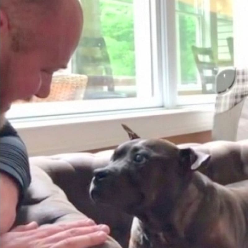 An old blind pit bull can't hide his emotions when his father tries to put on his new contact lenses
