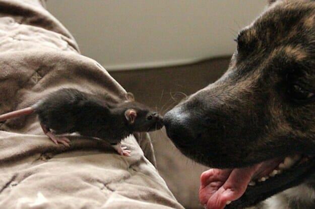 Cute pictures.  Unusual and touching friendship between dog and mouse