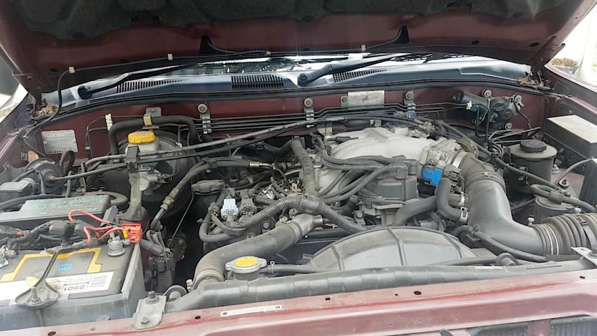 Driver finds snake hiding in car’s engine when he lifts up bonnet… but would YOU have spotted it?