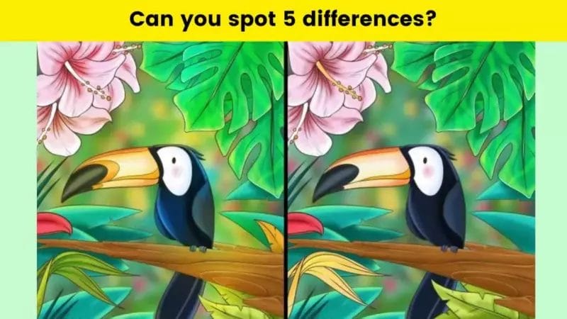 Finding 5 differences between two toucan bird pictures is a difficult task.  Only the last puzzle solver can do that.  You can?