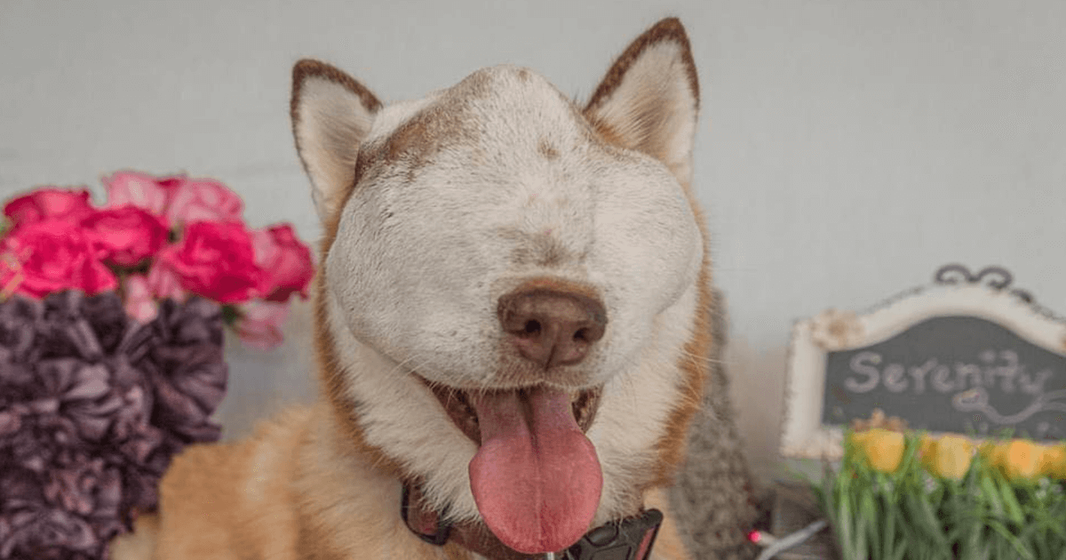 IMAGE.  A Sebir husky with a tumor on his face that hasn't been cured shows how sweet and friendly it can be