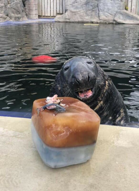 IMAGE.  A cute and cuddly seal is delighted to see a giant cod birthday cake on his 31st birthday