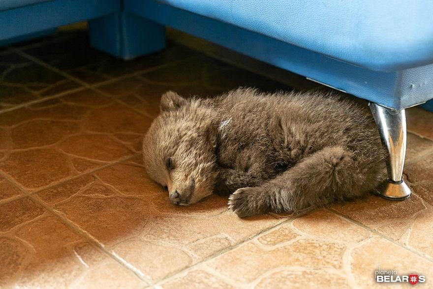 IMAGE.  A kind man adopted a bear to save the bear's life after walking through the village