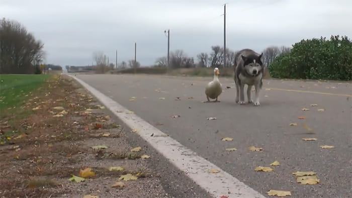 IMAGE.  A real and amazing friendship between a husky and a duck