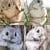 IMAGE.  All about cute flying squirrels that melt everyone's heart