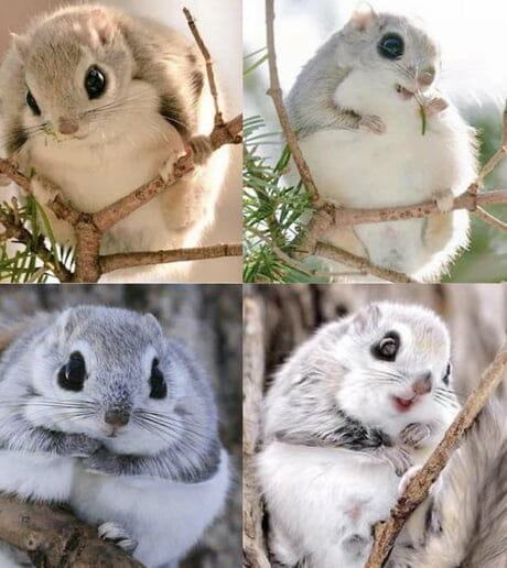 IMAGE.  All about cute flying squirrels that melt everyone's heart