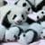 IMAGE.  All about this interesting place called "daycare" for cute pandas in China