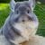 IMAGE.  Heart melting chinchillas are so cute and fluffy