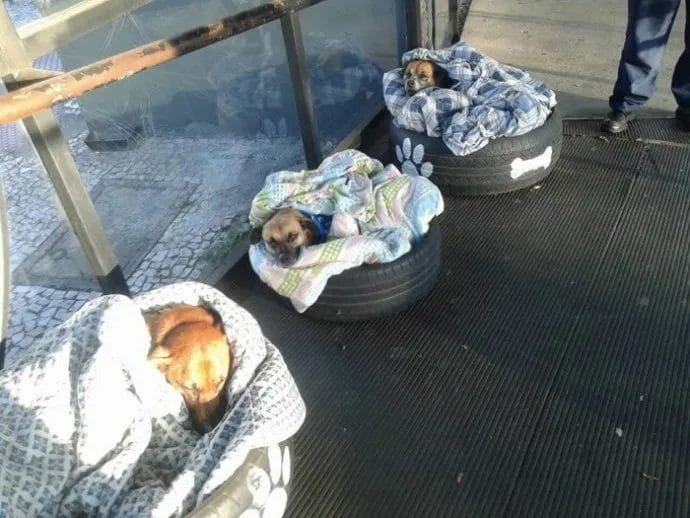 IMAGE.  The bus stop is open for abandoned dogs and prepare beds to save them from the freezing cold so they have a warm and safe place to sleep
