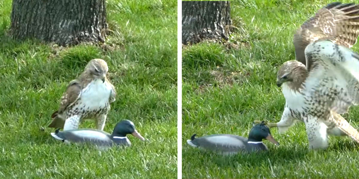 IMAGE.  The confused hawk really doesn't understand why this "duck" isn't afraid of me