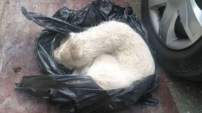 IMAGE.  The dog was mistreated and left to die in a plastic bag