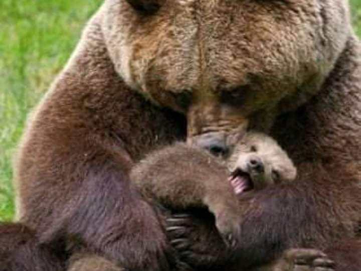 Interesting story.  What happened when she approached the bears