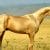 PHOTO. All about the unique horse that has a golden fur