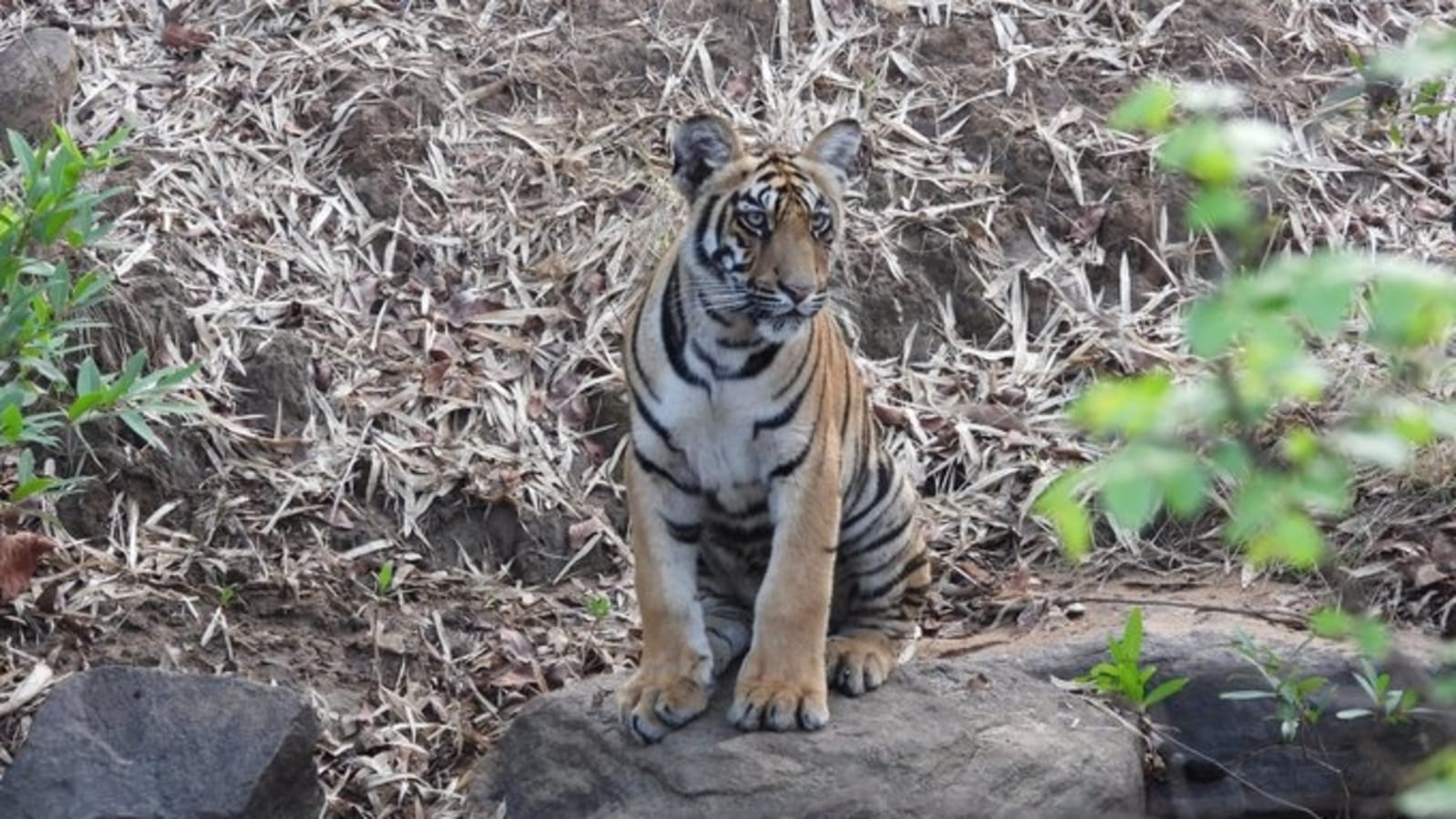Sachin Tendulkar shares incredible pic of tiger, says this