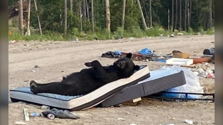 The black bear just likes to lie on the mattress.  Bears know how to relax perfectly.