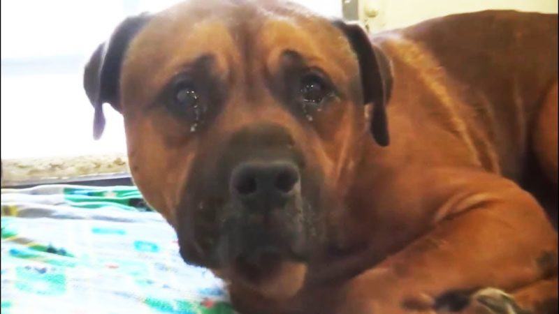 The dog cried helplessly and incessantly, realizing that the owners had brought it and left it in an animal shelter
