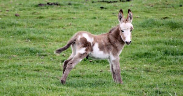 The foal's mother abandoned him, but soon he found a caring and loving family at the donkey sanctuary.