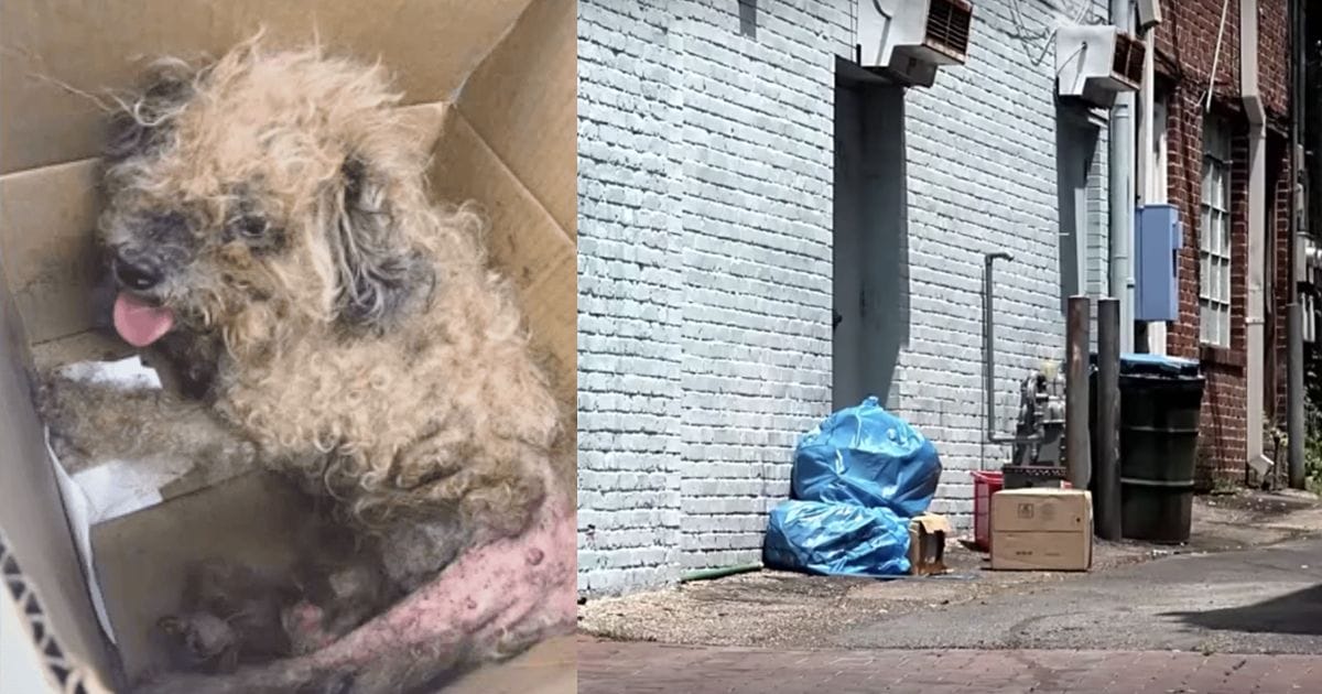 The poor dog that looked like it was about to die was thrown into an outdoor box.  Fortunately, he was saved by the immediate action of a kind and caring woman