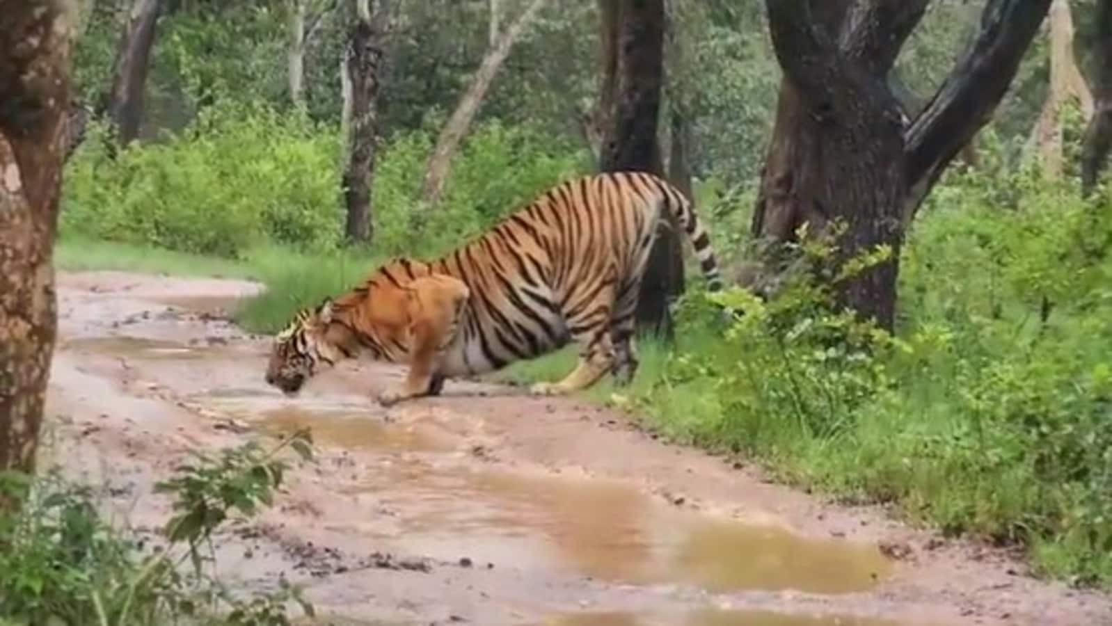 Tiger drinks water from puddle on road amid rainfall at Bandipur National Park