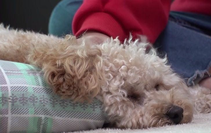 Videotapes.  A touching story about a wounded dog who refuses to sleep because he is always afraid to be alone