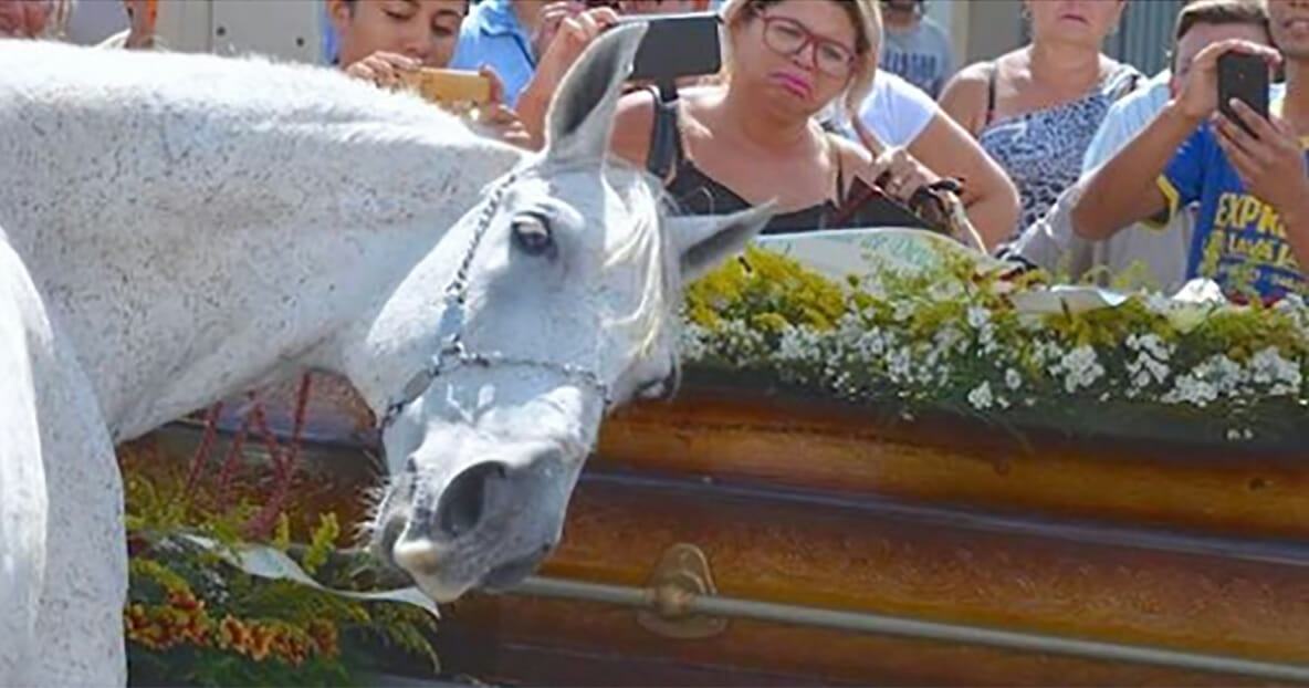 Videotapes.  The touching story of how the horse said goodbye to its owner for the last time at his owner's funeral