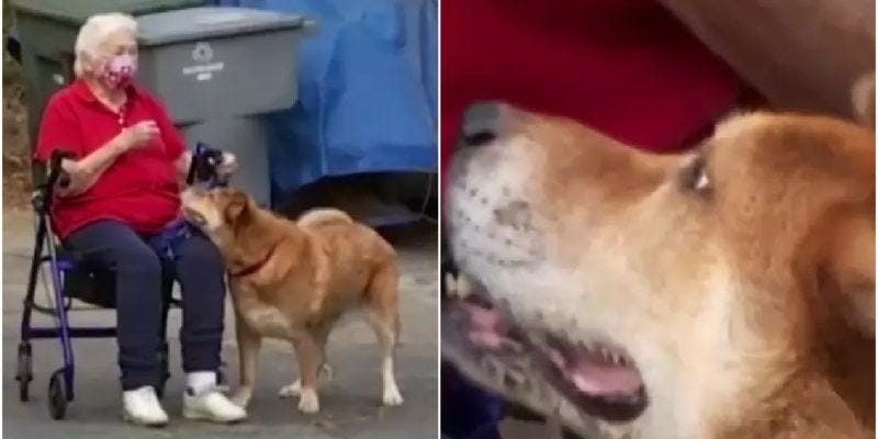 true and loyal friends.  An old woman saved the dog's life, and now the dog has saved her life