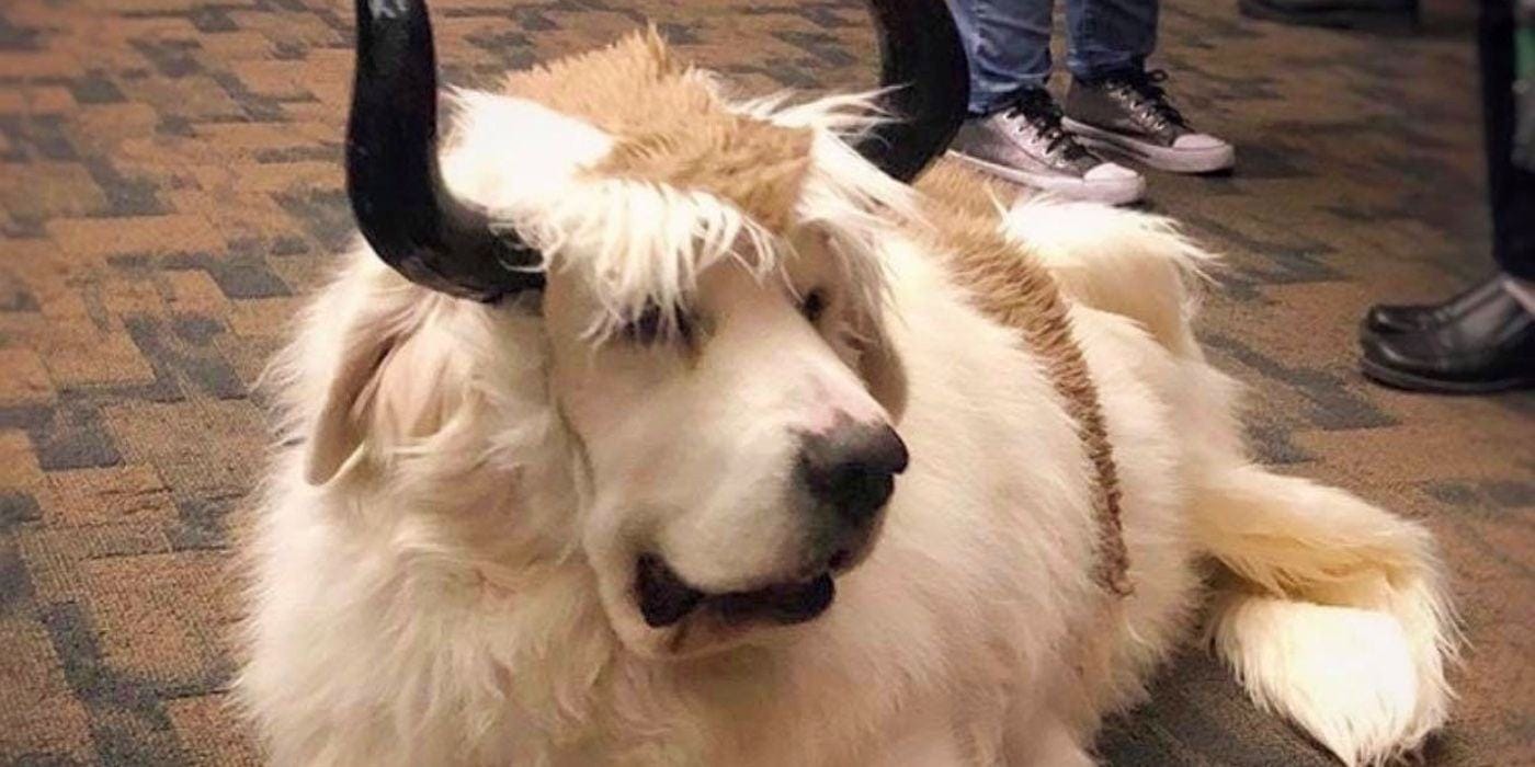 Adorable Avatar The Last Airbender Cosplay Turns A Dog Into Appa