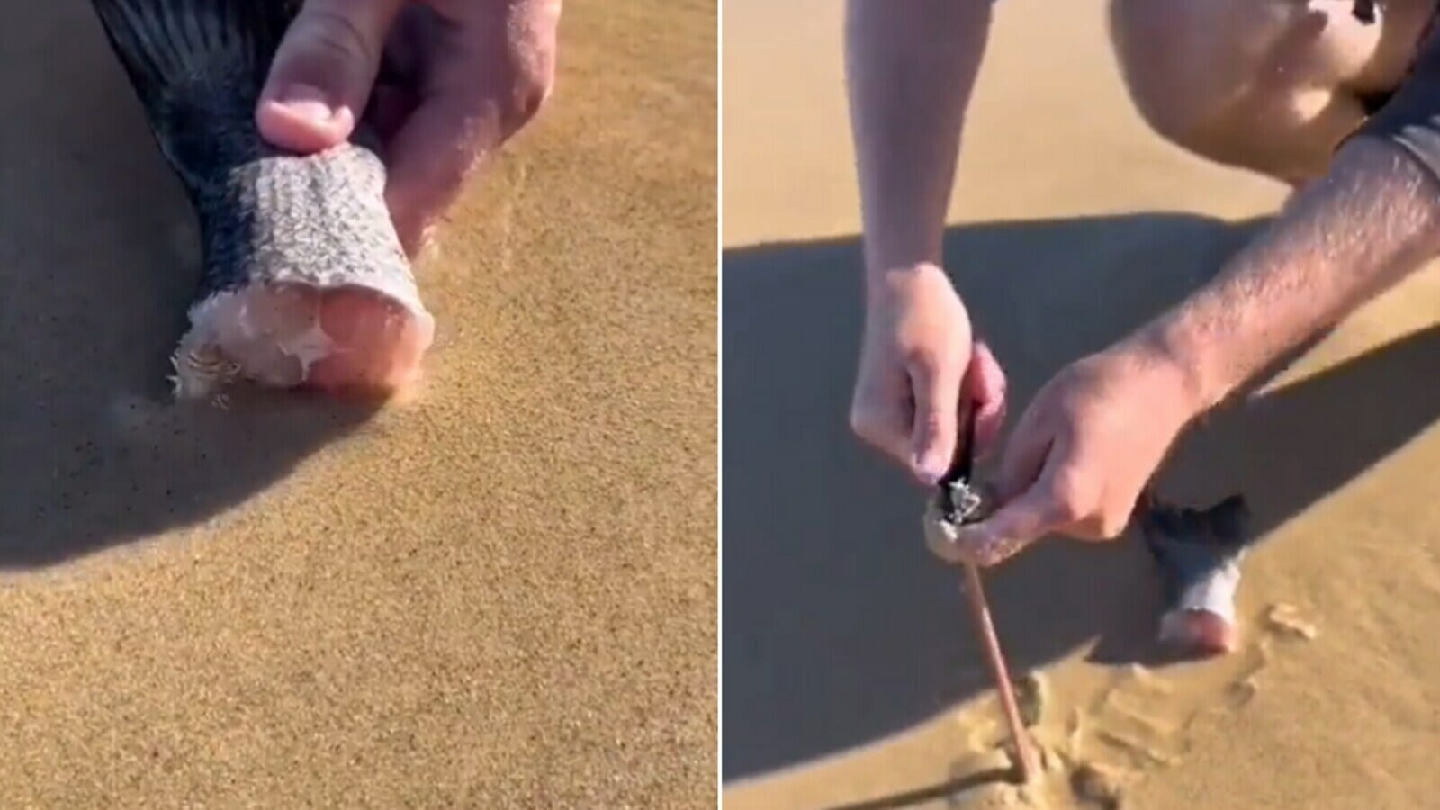 Beachgoer lures out huge worm from sand using fish