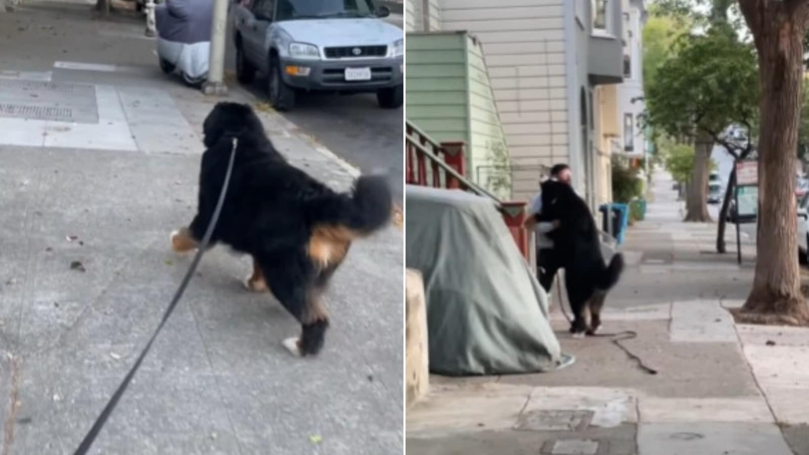 Big dog spots pet dad on streets, gives him a ‘bear hug’