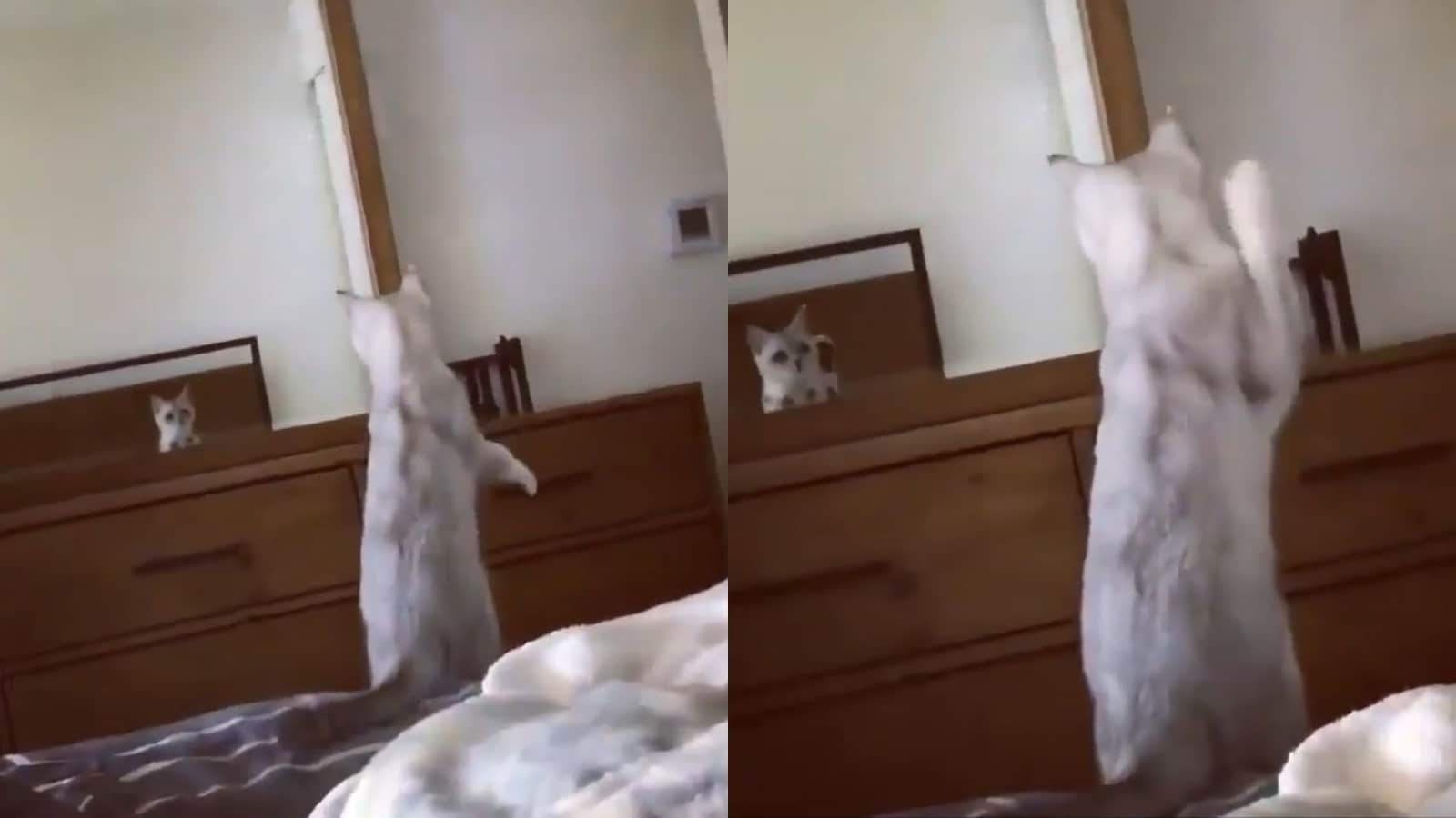 Cat discovers it has ears, gets utterly baffled. Watch