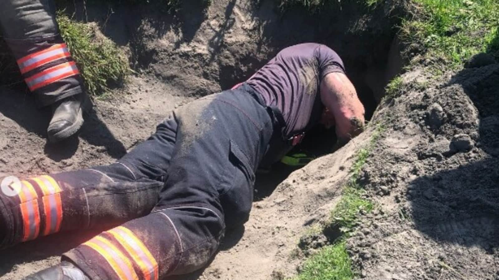 Dog falls into a rabbit hole, firefighters carry out 'pawfect' rescue