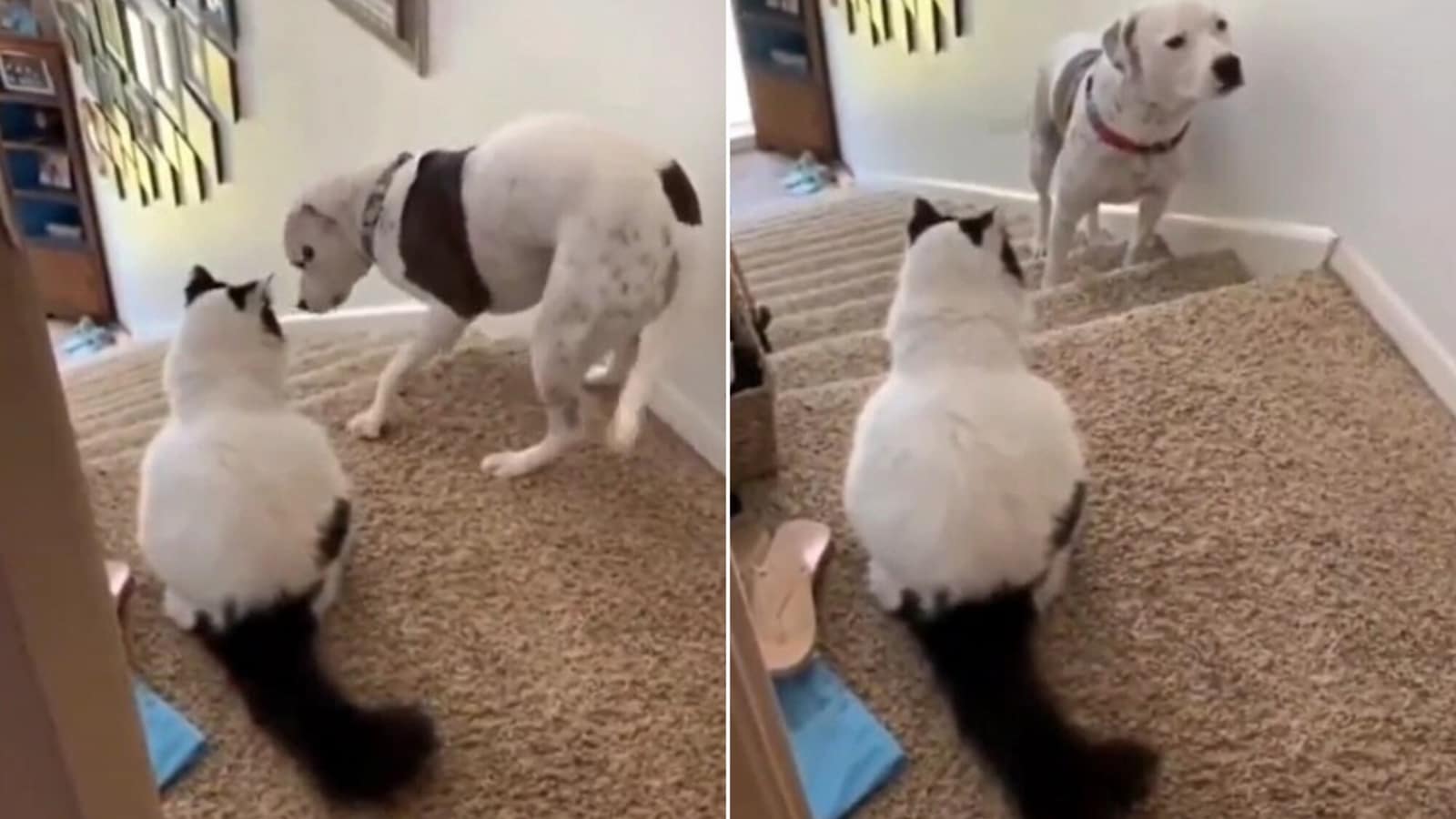 Dog scared of cat tries to walk past it, but kitty had other plans