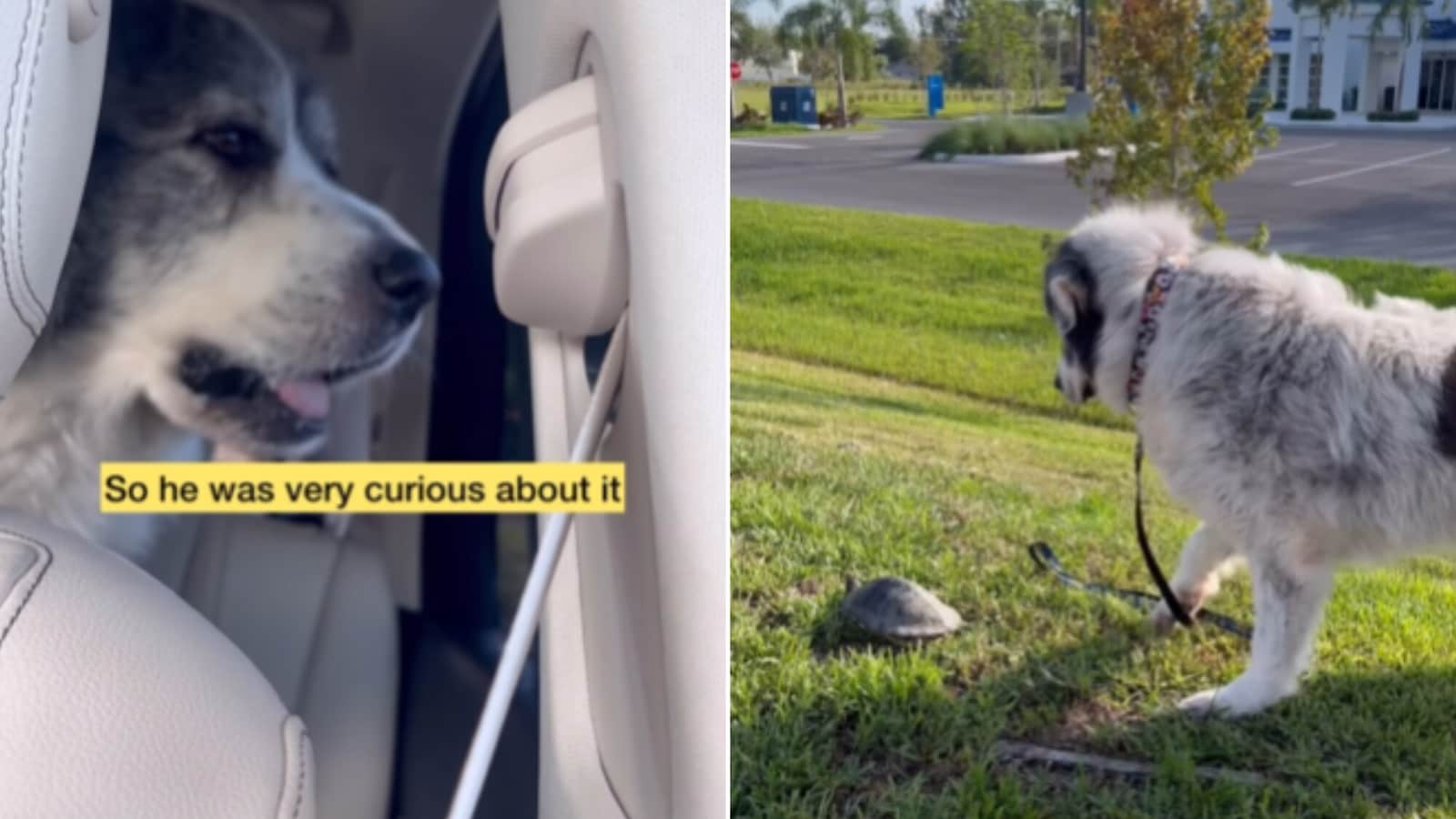 Dog spots turtle at side of the road, goes on to pet it
