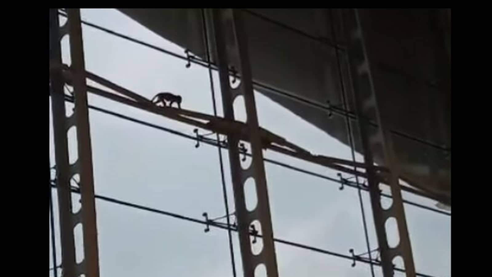 Monkey causes chaos at Kuala Lumpur Airport. Watch