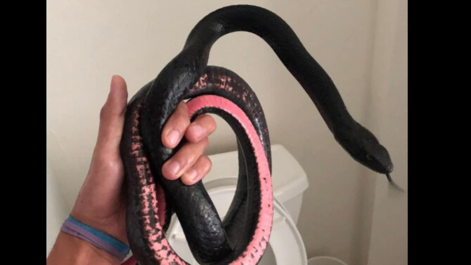 Snake hides inside woman's toilet, people call it a 'nightmare'