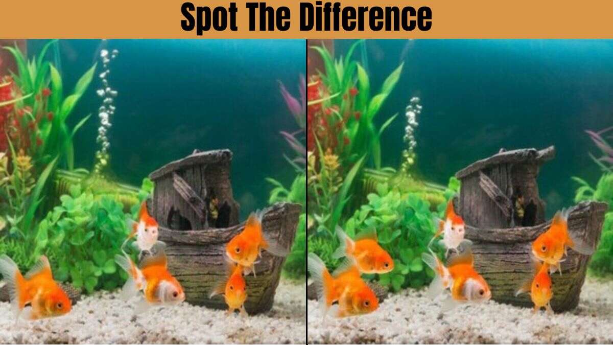 Spot The Difference: Spot These 5 Differences in 7 Seconds