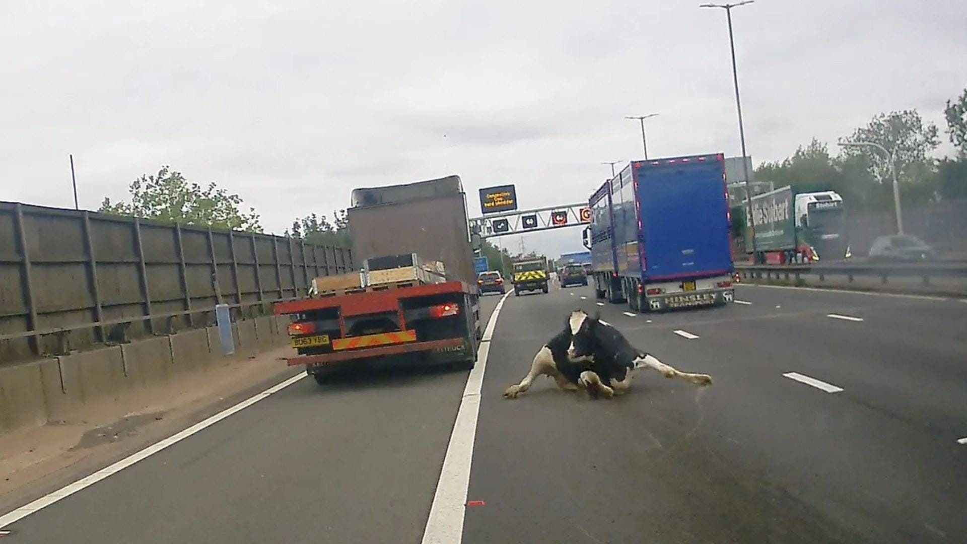 Watch the terrifying moment a COW tumbles out of a lorry straight into 70mph motorway traffic