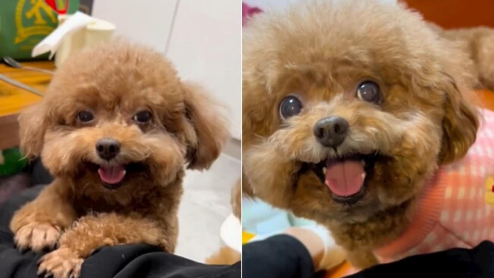 ‘World’s happiest dogs’: Poodles go viral for their adorable smiles