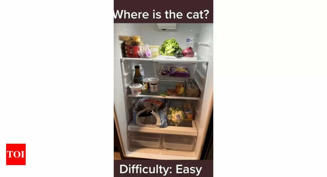 Optical Illusion: You are a true feline lover if you can spot the cat hiding in this refrigerator |