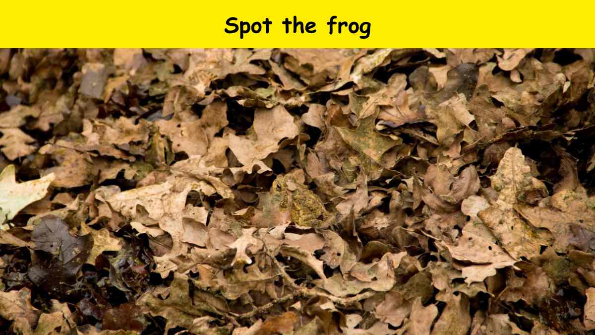 Can you spot the frog?
