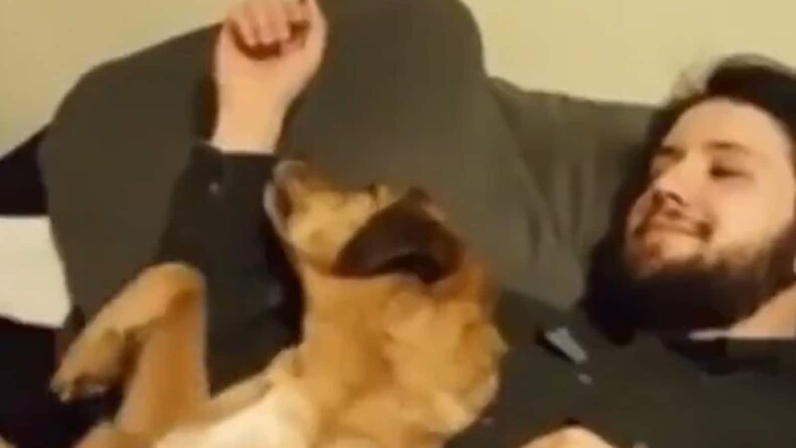 Dog asks for belly rubs in the most adorable way. Watch