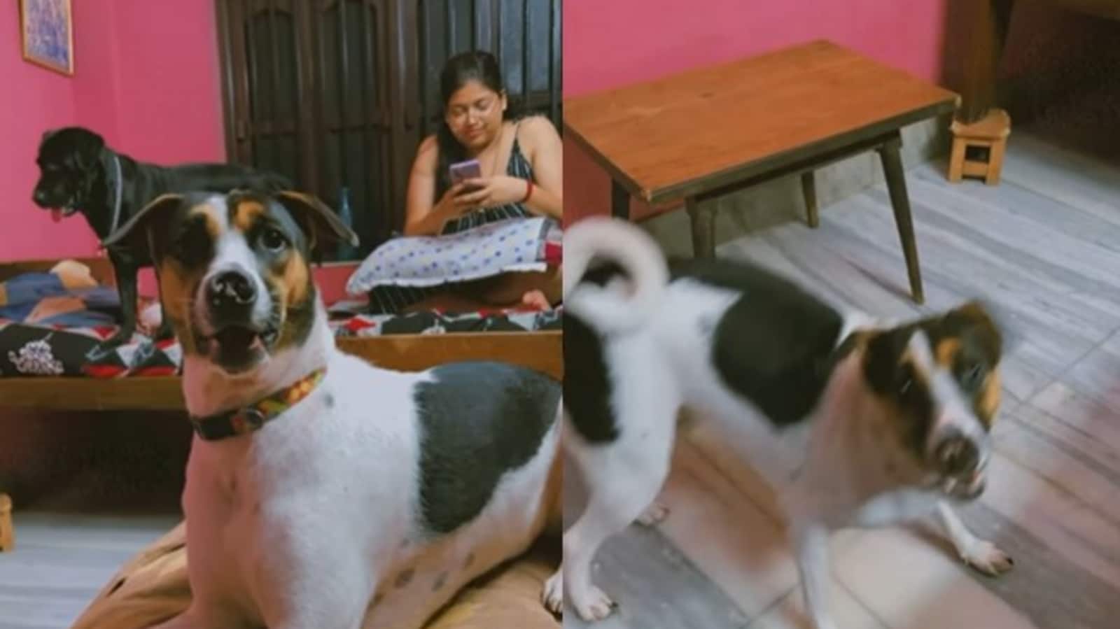 Dog baffled to see its human with a face mask on, video will leave you in splits