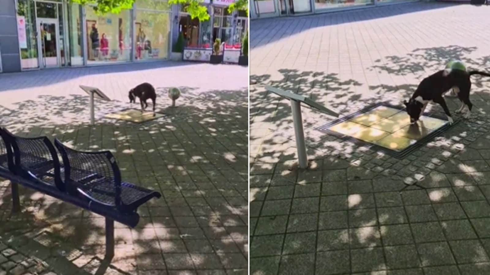 Dog creates ‘masterpiece’ while jumping on musical tiles. Watch