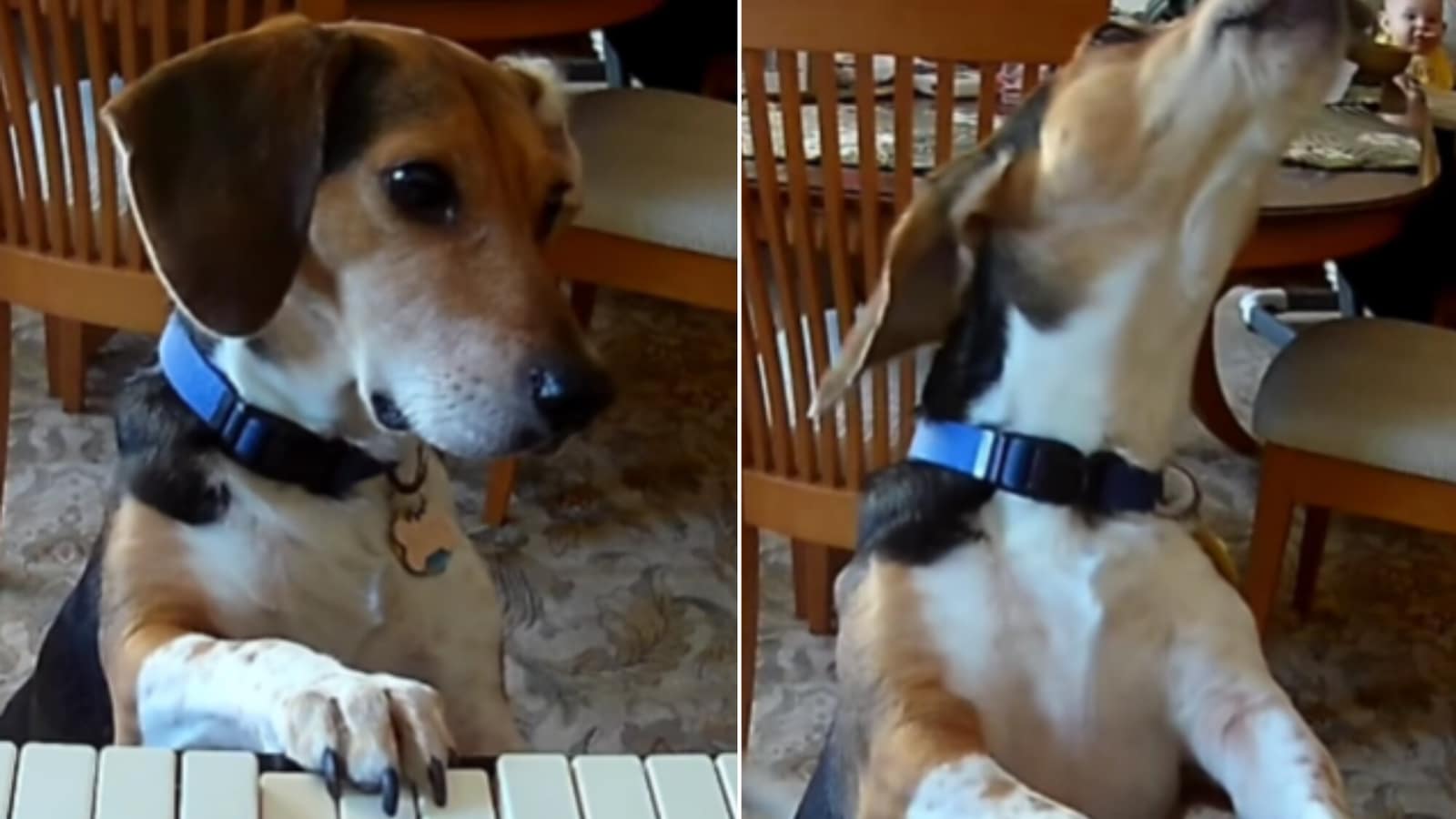 Dog shows his artistic side as he plays keyboard and sings