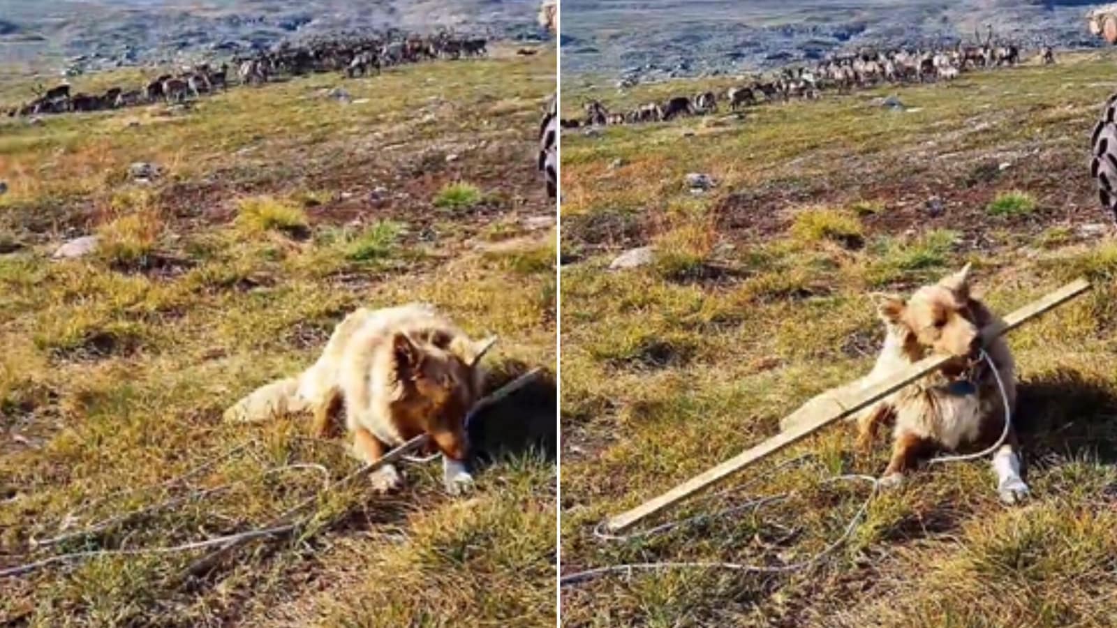 Guard dog chewing stick suddenly realises he has a job to do. Watch