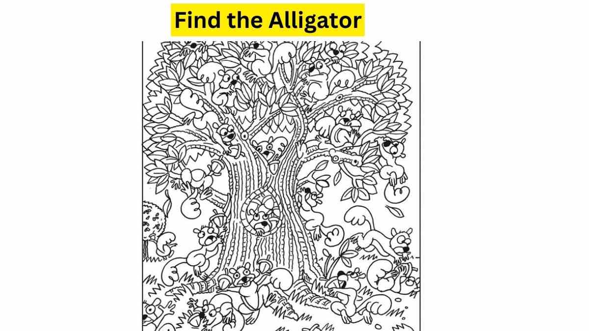 Do you see an Alligator here?
