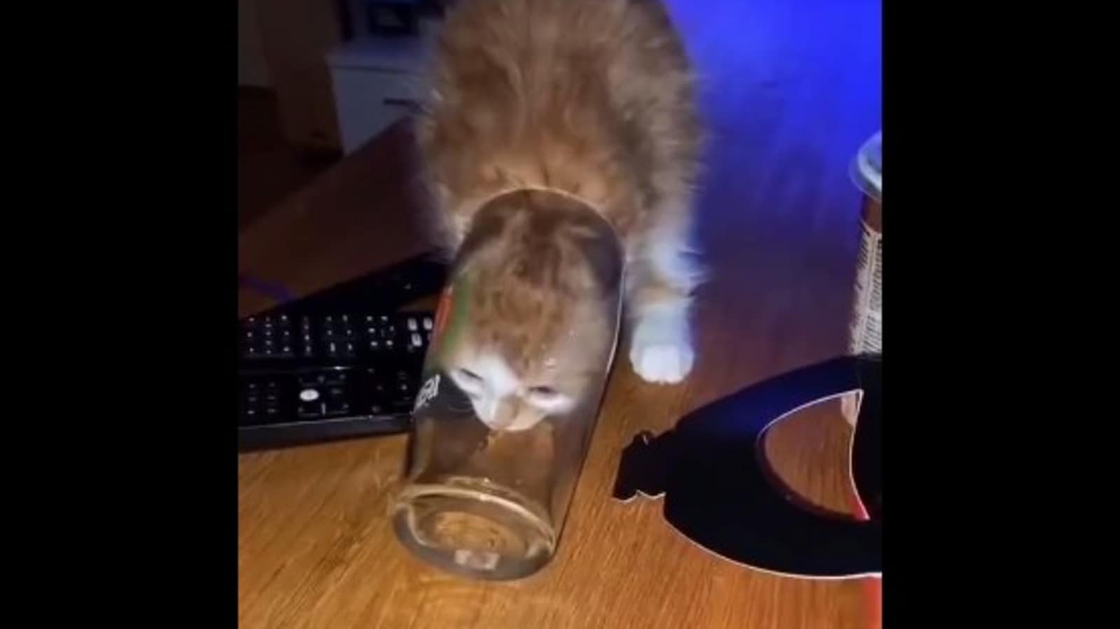 Kitty squeezing its body to lean inside a narrow glass proves ‘cats are liquid’