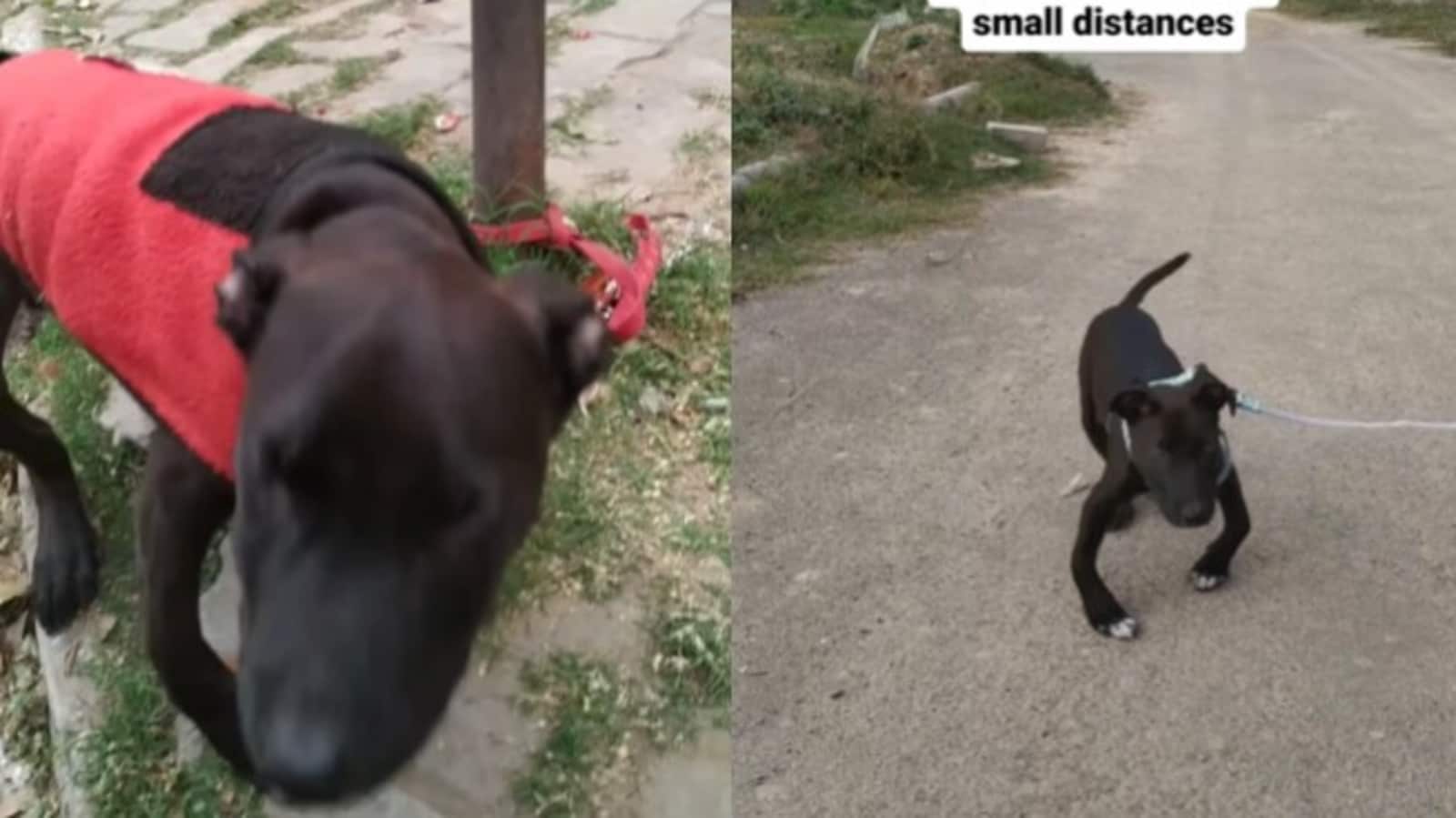 Limping dog tied to a pole, saved by animal rescue team